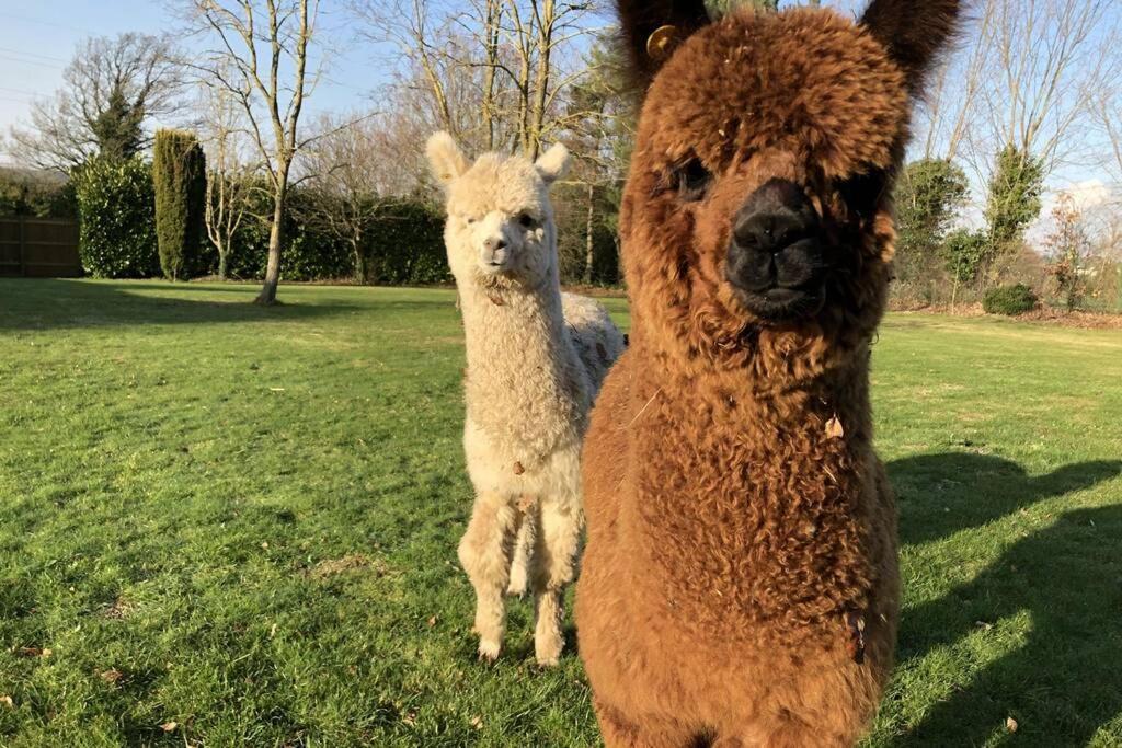 Alpaca Lodge Sittingbourne Zewnętrze zdjęcie