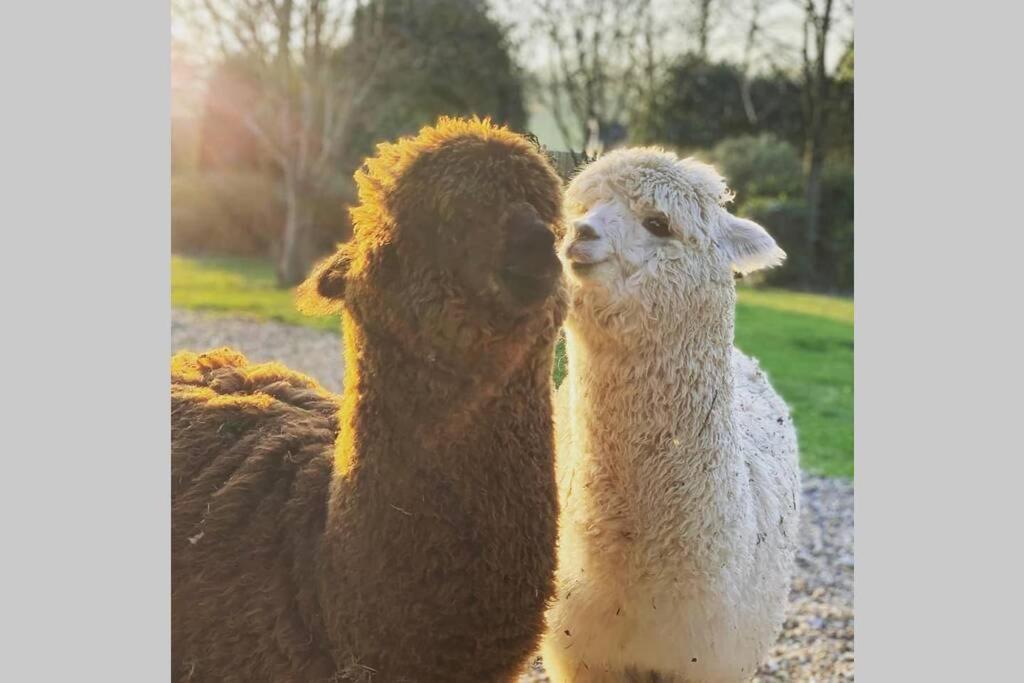 Alpaca Lodge Sittingbourne Zewnętrze zdjęcie